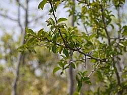 Image result for Ximenia americana