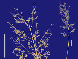 Image result for Eragrostis inamoena