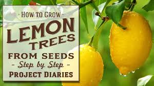 Growing seedlings in plastic bag How To Grow Lemon Trees From Seeds Step By Step Guide Youtube