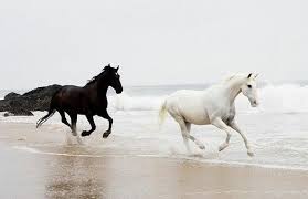 Black And White Horse Images Hd Pin By Just For You Prophetic Art On Hastar Horses White Horses Cute Horses