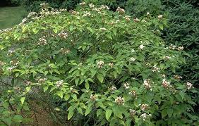 Image result for Clerodendrum ternatum
