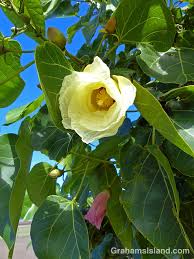 Image result for Thespesia populnea