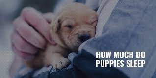 Some puppies even manage to sleep for 8 hours at 10 weeks old. How Much Do Puppies Sleep Age Schedule Health Benefits
