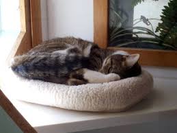 Since cats have a higher body temperature, they'll likely sunbathe or sleep near a heater. 6 Myths About Cat Boarding Debunked Holiday Barn