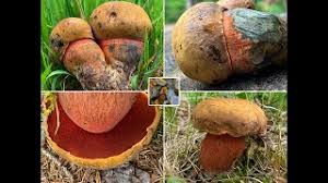 Flockenstielige Hexenrohrlinge Im Mai 2020 Neoboletus Erythropus Neoboletus Praestigiator Youtube