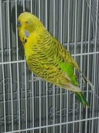 10 babiies, 6 mos or younger, all related there is an application process. Tcb Budgies Cinnamon Budgerigar Mutation