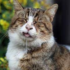 Vet Explains Why Cat Always Drools When Happy Miami Herald