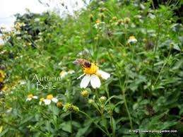 Image result for Bidens pilosa