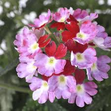 Image result for Verbena × teasii