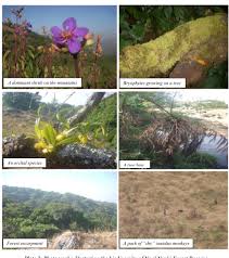 Image result for Anthonotha noldeae