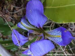 Sin dal 1997 grazie a due coraggiose aziende che scelsero di sperimentare la particolare coltivazione delle specie officinali, le colline di sale san giovanni ogni anno si trasformano in una tavolozza variegata di colori dal blu intenso della lavanda al giallo dell'elicriso e del finocchio, dal bianco della camomilla al violetto della salvia. Fiore Blu Violetto Inverno Jpg La Finestra Di Stefania