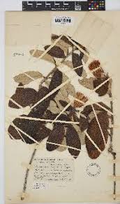 Image result for Pleiotaxis