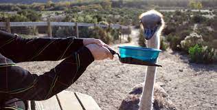 Maybe you would like to learn more about one of these? About Us Ostrichland Usa