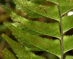 Image result for Asplenium smedsii