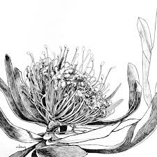 King Protea Drawing King Protea Art Flower Drawing Images Flower Sketch Pencil