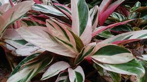 Image result for Ktenante Ctenanthe