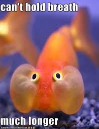 This Fish Is Holding It S Breath Memes Legais Imagens Aleatorias Humor Engracado
