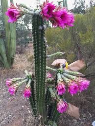 Cactilicious Unusual Plants Cactus Plants Weird Plants
