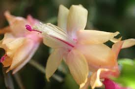 The beautiful orange or pink flowers of cholla cactus are most visible in the late afternoon of the hotter months (may to july) at cave creek recreational area. Yellow Christmas Cactus Symbol Of New Beginning And Happiness Christmas Cactus
