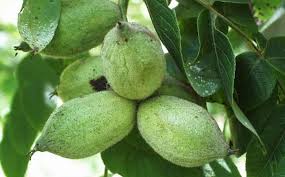 In general usage and in a culinary sense, a wide variety of dry seeds are called nuts, but in a botanical context nut implies that the shell does not open to release the seed (indehiscent). Butternut Tree Union Outside