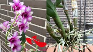 Lastly, i put the orchids in a shady place. Orchids Growing Secrets And Tips Orchid Flowering Again Youtube