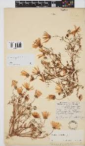 Image result for Vernonia suprafastigiata