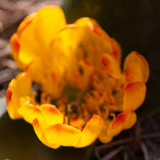 Image result for Daubenya