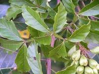 Image result for Paullinia pinnata