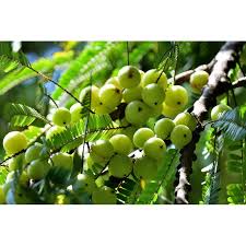 Image result for Phyllanthus boehmii