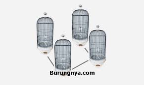 Kandang koloni lovebird penuh dengan kesabaran.1.sabar ngrakit kandangnya.2.sabar bertelurnya.3.sabar mengamati burungya4.sabar memetik hasilnya.5.sabar. 8 Setingan Lovebird Konslet Koloni Dengan 4 Pasangan Burungnya Com