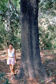 Image result for Acacia mangium