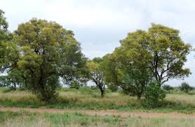 Image result for Peltophorum africanum
