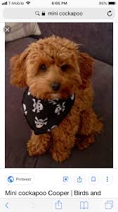 Get advice from breed experts and make a safe choice. Cavoodle Puppies Charlotte Nc