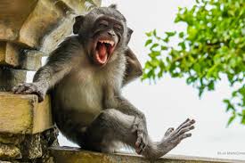 Weird news funny videos funny tweets stephen colbert. Comedy Wildlife Photography Awards Top 44 Funniest Photographs