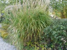Image result for Miscanthus sinensis