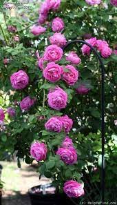 Baronne Prevost Hybrid Perpetual Rose Seeds Flower Garden Beautiful Roses