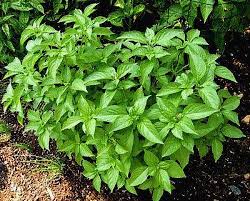 Image result for Ocimum urundense