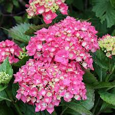 Selbst die größten hortensien wurden einmal als kleine pflanze in einem blumentopf gekauft und anschließend in die erde gebracht. Hortensien Pflanzen Pflegen So Geht Es Native Plants