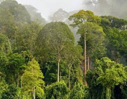 | meaning, pronunciation, translations and examples. How Forests Fight Climate Change Rainforest Alliance