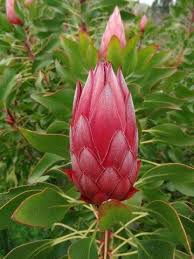 Image result for Protea madiensis