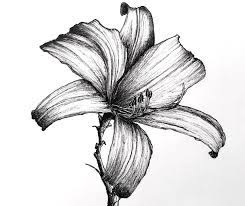 Maybe you would like to learn more about one of these? How To Draw Any Flower With Pen Ink Ran Art Blog