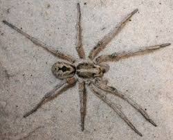 Black And Brown Wolf Spider Pin On Spiders