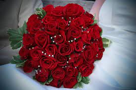 *free* shipping on qualifying offers. The Most Beautiful Red Roses In The World Google Search Flowers Dp Beautiful Flowers Images Beautiful Flowers Pictures