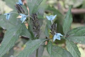 Image result for Ecbolium clarkei