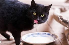 Chat Insuffisant Renal 5 Conseils Pour Bien Le Nourrir
