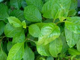 Image result for Gynura scandens