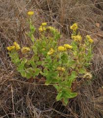 Image result for Helichrysum aureum