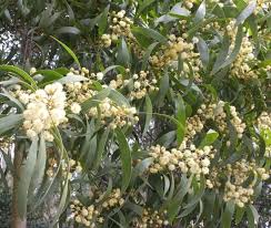 Image result for Acacia melanoxylon