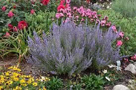 Maybe you would like to learn more about one of these? Denim N Lace Russian Sage Perovskia Atriplicifolia Denim N Lace In Cumming Iowa Ia At Ted Lare Design And Build