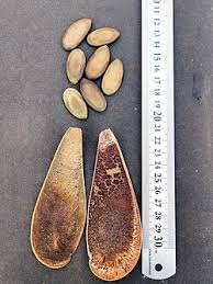 Image result for Schizolobium parahyba